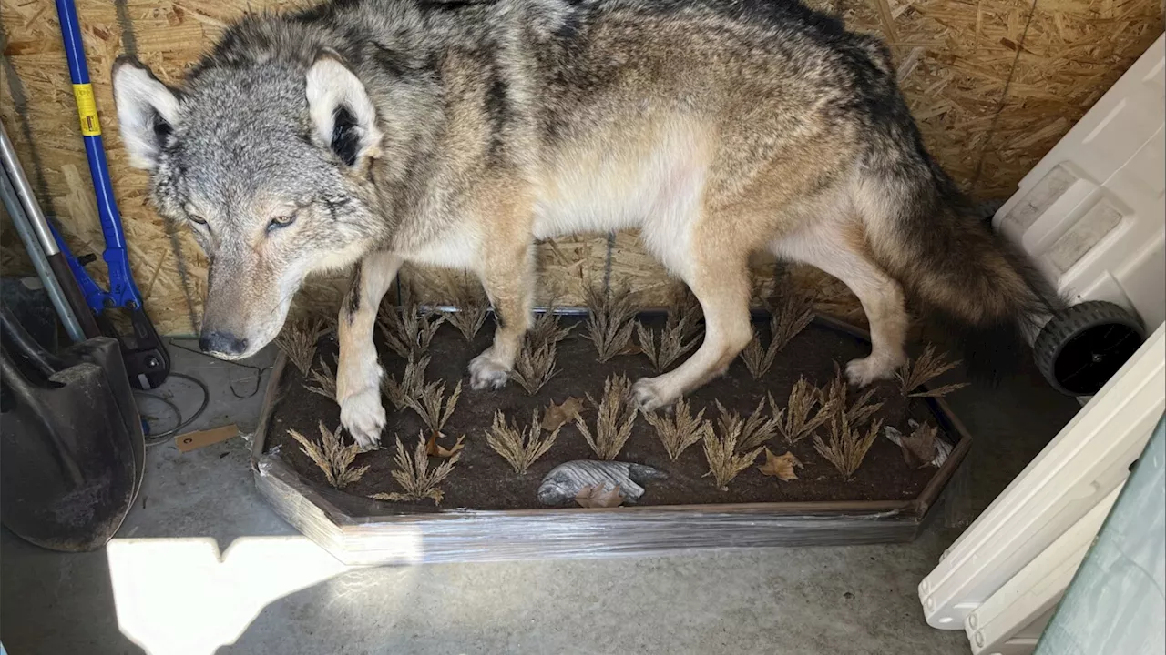 A gray wolf was killed in southern Michigan. Experts remain stumped about how it got there.