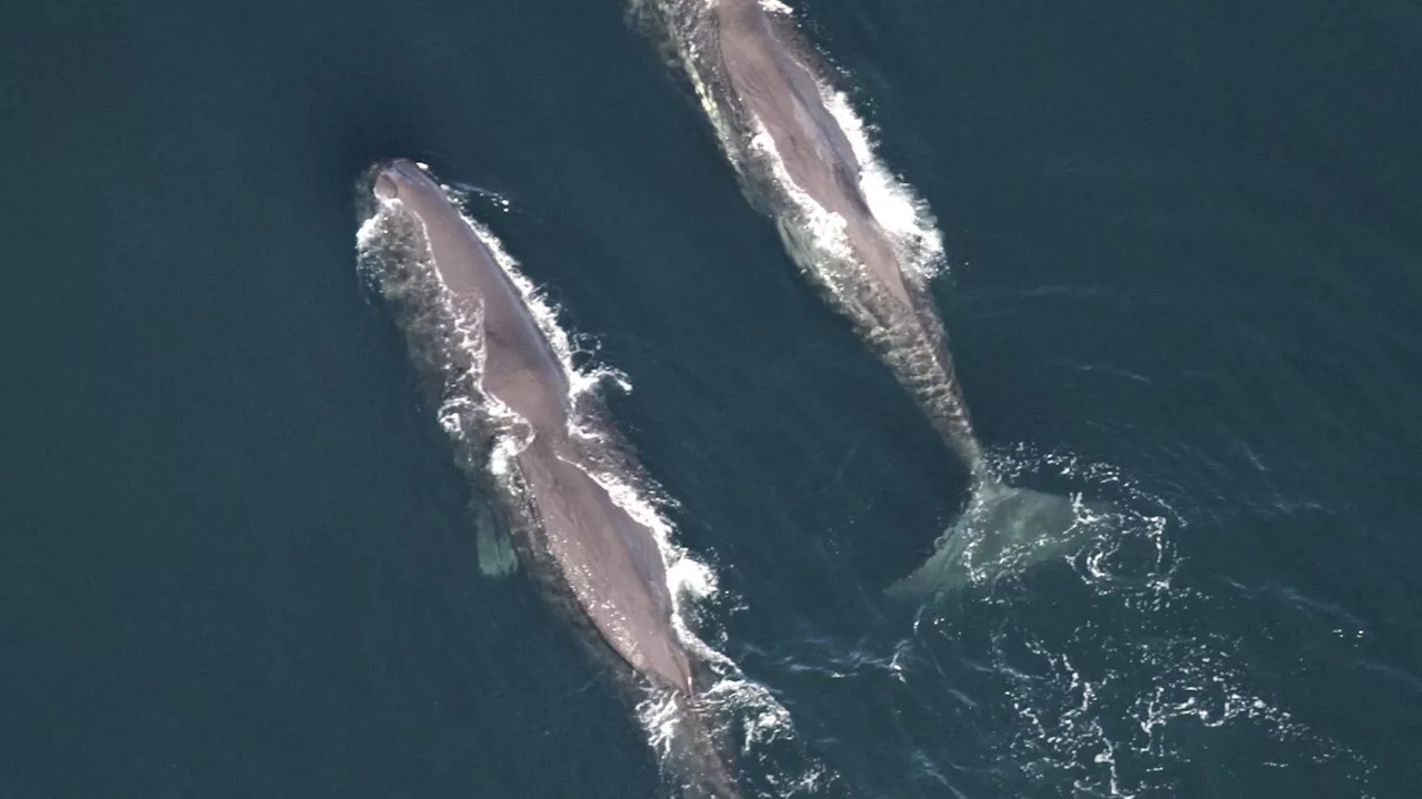 Large number of whale sightings off New England, including dozens of endangered sei whales