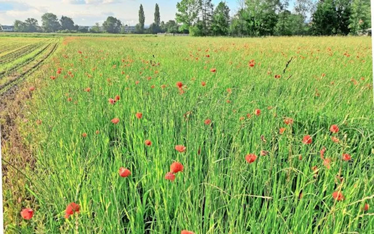 Klatschmohn: Schön, nützlich, aber nicht ganz ohne