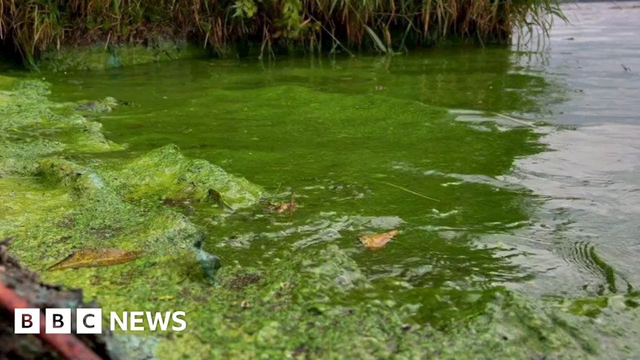 Lough Neagh: Environmental issues need 'significant investment'