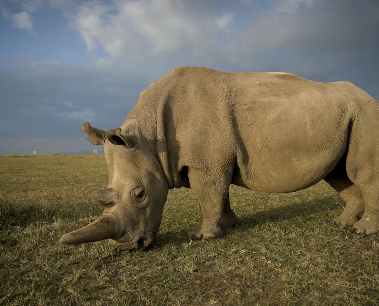 Nördliches Breitmaulnashorn: Tierpark Berlin plant Nachwuchs mit Leihmutter