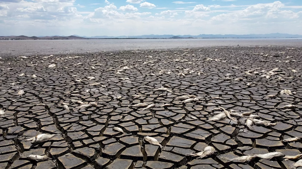 Au Mexique, des milliers de poissons tués par la sécheresse dans un lac