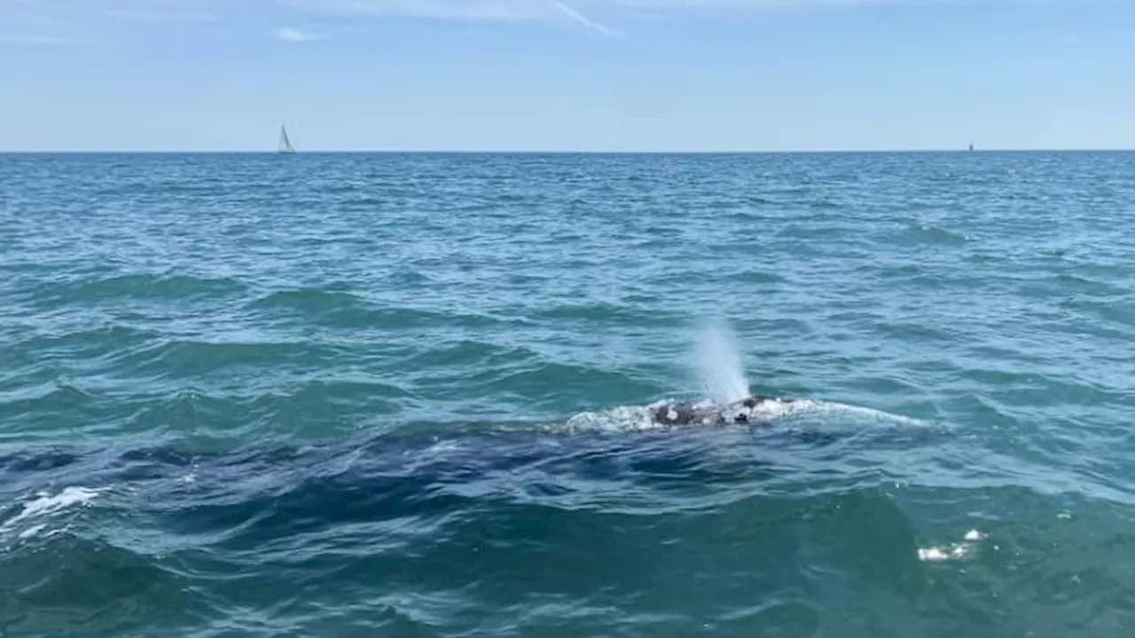 Conséquence du changement climatique, des baleines grises du Pacifique rétrécissent