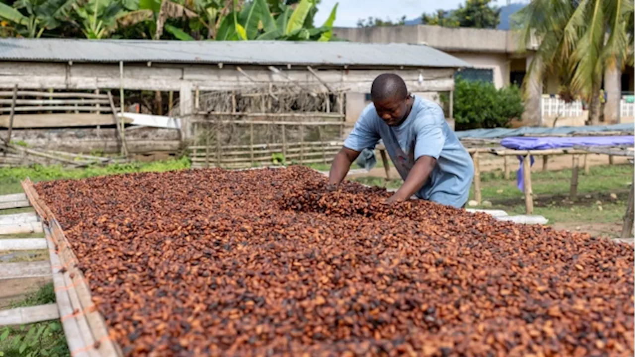 Ghana Sees Cocoa Crop Recovering Next Season on Good Weather