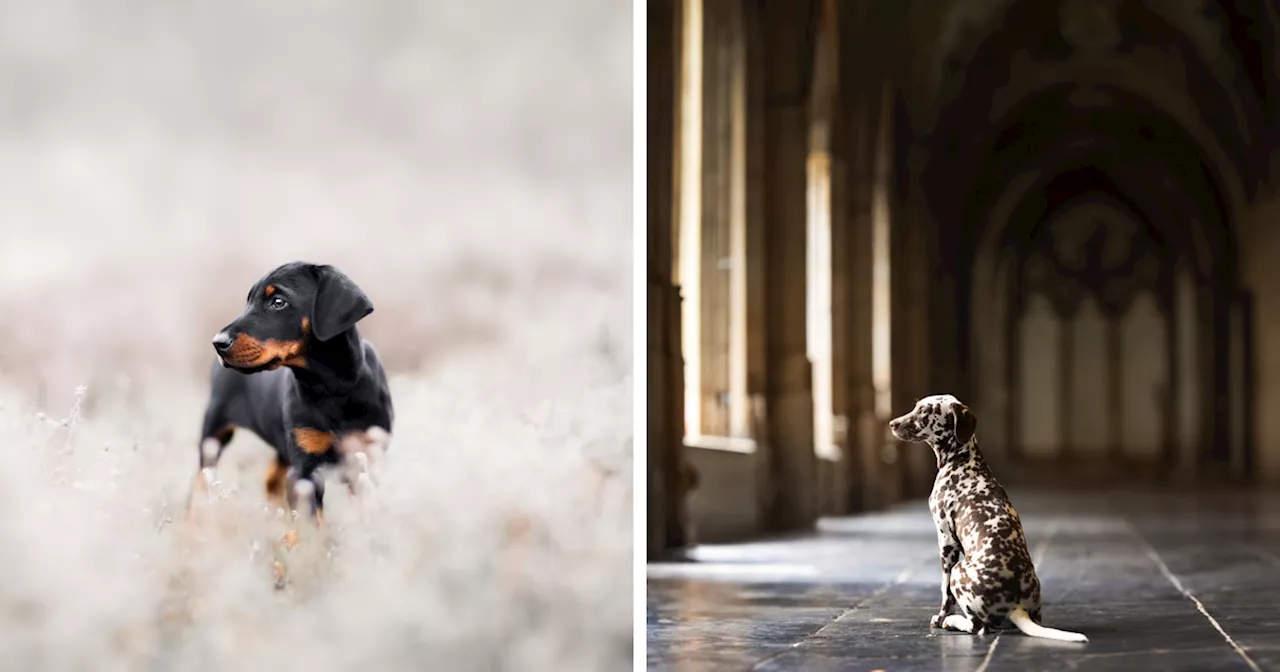 27 Magical-Looking Shots Of Dogs That I Took