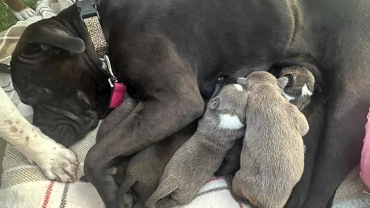 Carlisle Police, local shelter help care for homeless woman's dog and puppies