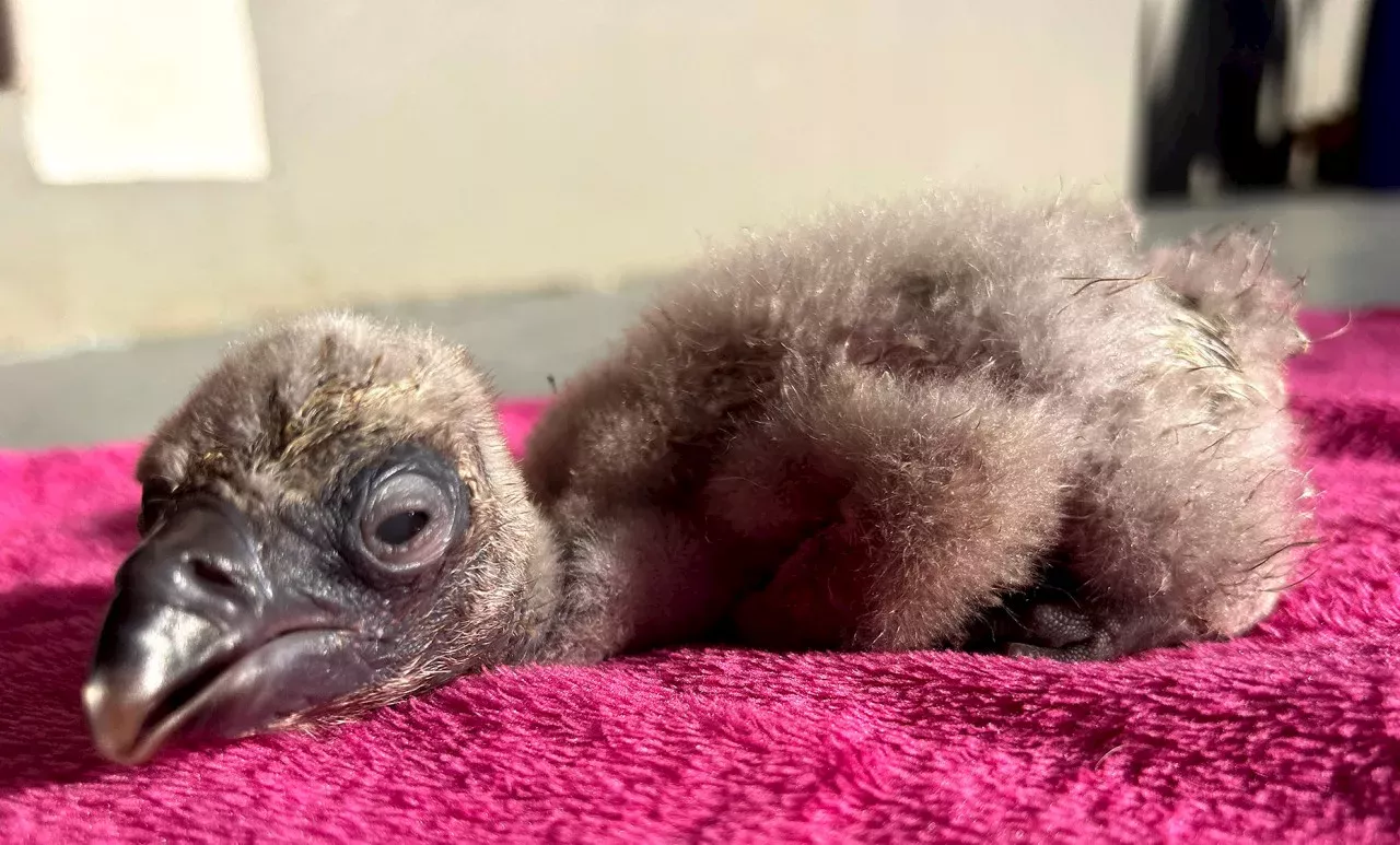 First endangered Cape Vulture chick hatches in captivity in the Eastern ...