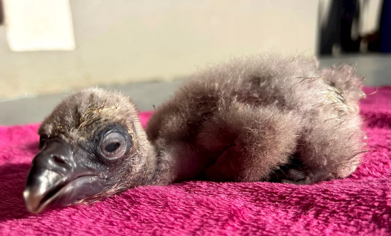 First endangered Cape Vulture chick hatches in captivity in the Eastern Cape