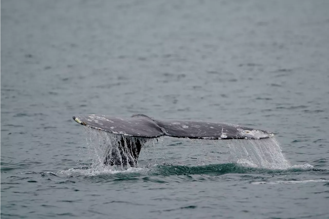 Size matters: Oregon State study finds Pacific coast whales have shrunk