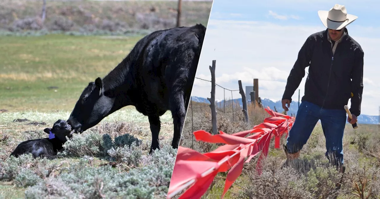 'It works': Colorado's wolf conflict coordinator, ranchers find common ground protecting livestock from wolves