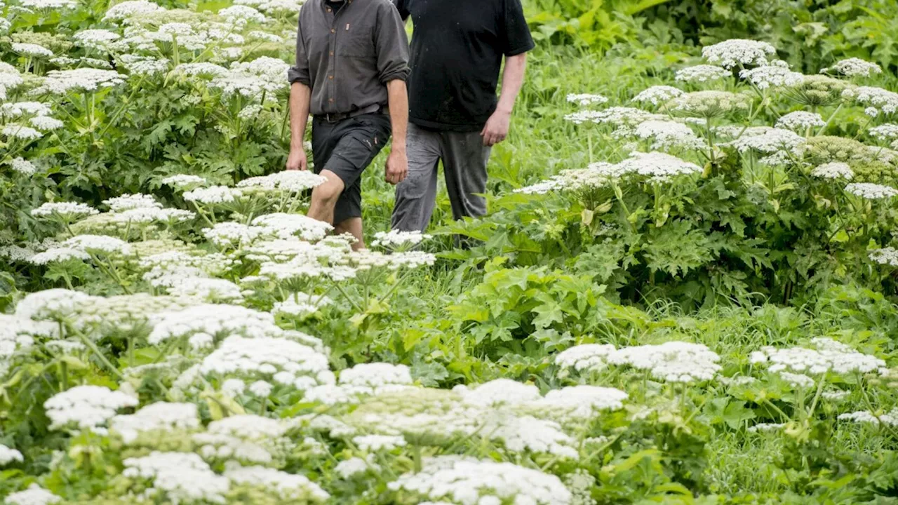 Ikke én eneste naturtype oplever tydelig fremgang, mens syv bliver ringere