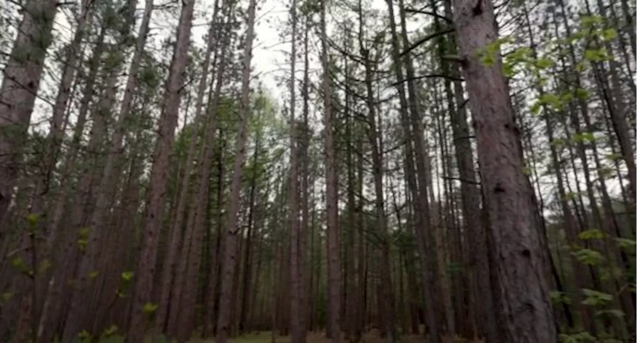 You can get an early look at Uxbridge Urban Provincial Park on Canada Day