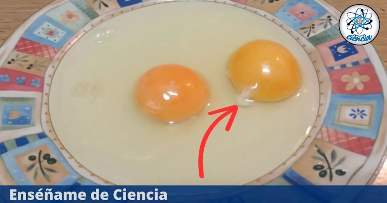 ¿Qué son las hebras blancas de los huevos y qué pasa si las consumimos?