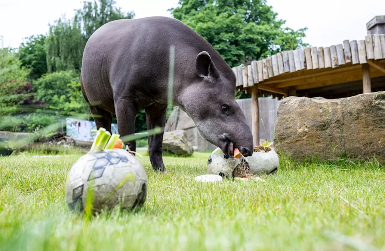 Oh nein: Orakel Tapir Theo tippt auf Schottland