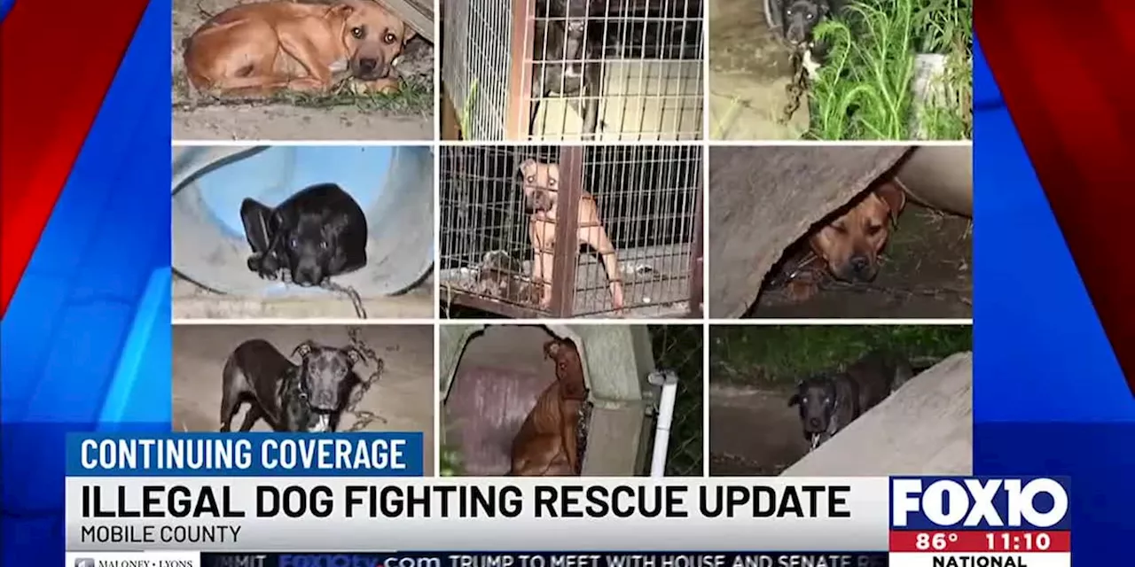 Rescued dogs from alleged dog fighting ring in Mobile County recovering