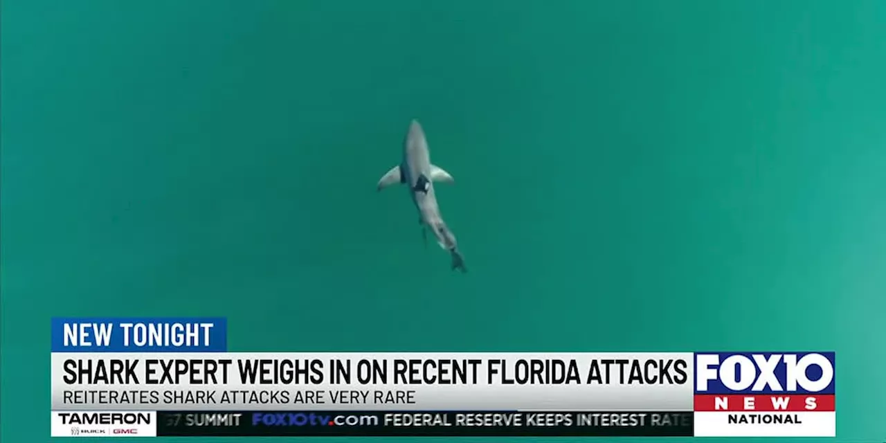 Shark expert weighs in on Walton County shark attacks