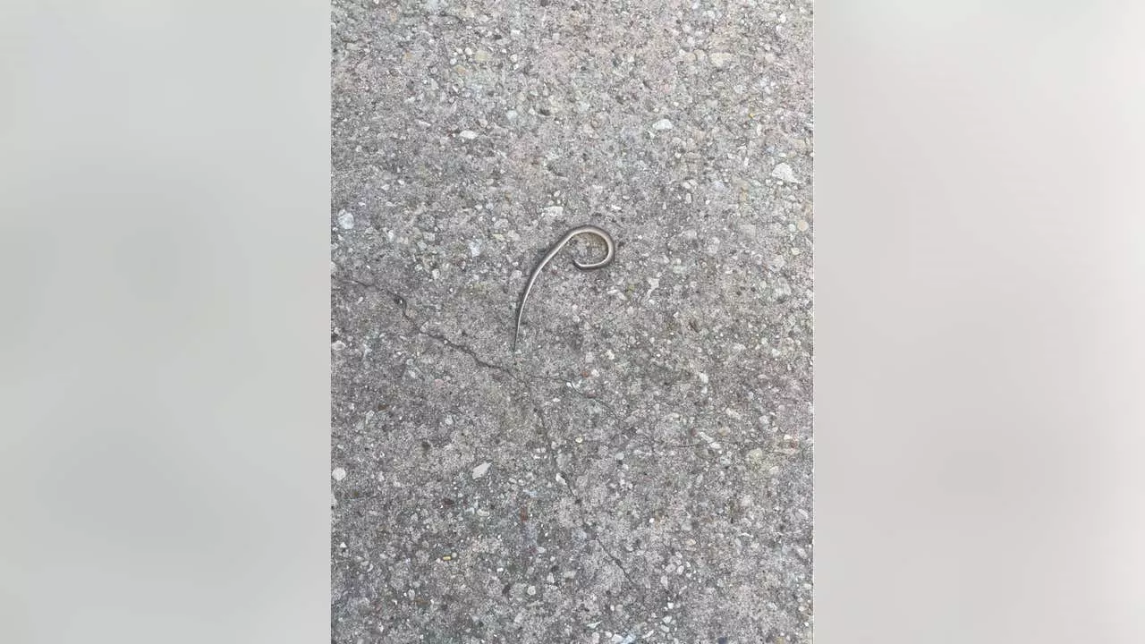 Harris County constables safely remove snake from baby's room