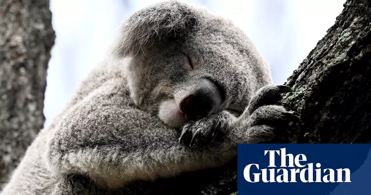 ‘I need your help saving koalas’: how Australians banded together to build wildlife corridors