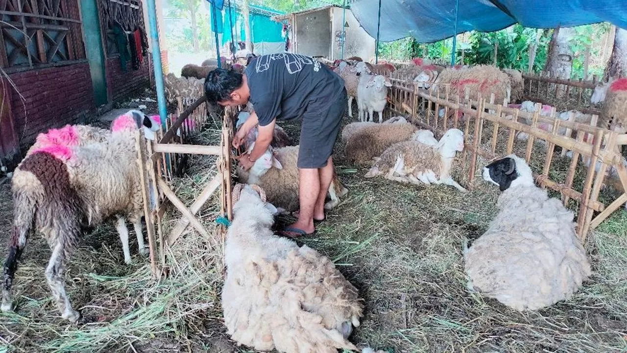 Masyarakat Dilibatkan sebagai Tenaga Pemeriksa Hewan Kurban