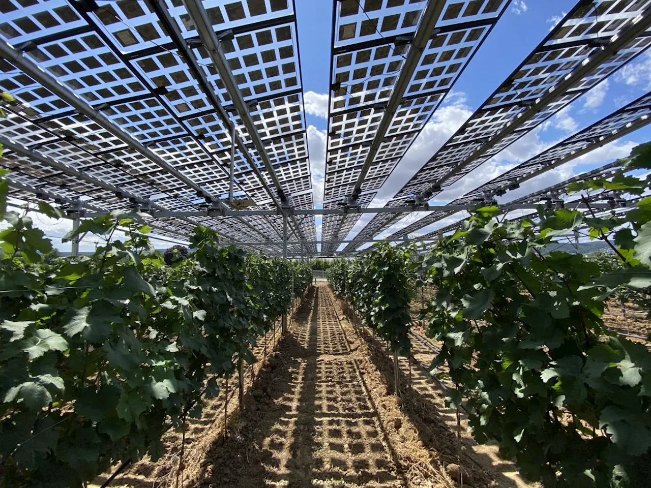 Watt und Wein: Wie der Weinanbau von PV-Modulen über den Reben profitiert