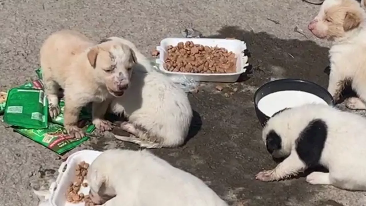 VIDEO abandonan a su suerte a camada de perritos en calles de Gustavo A. Madero