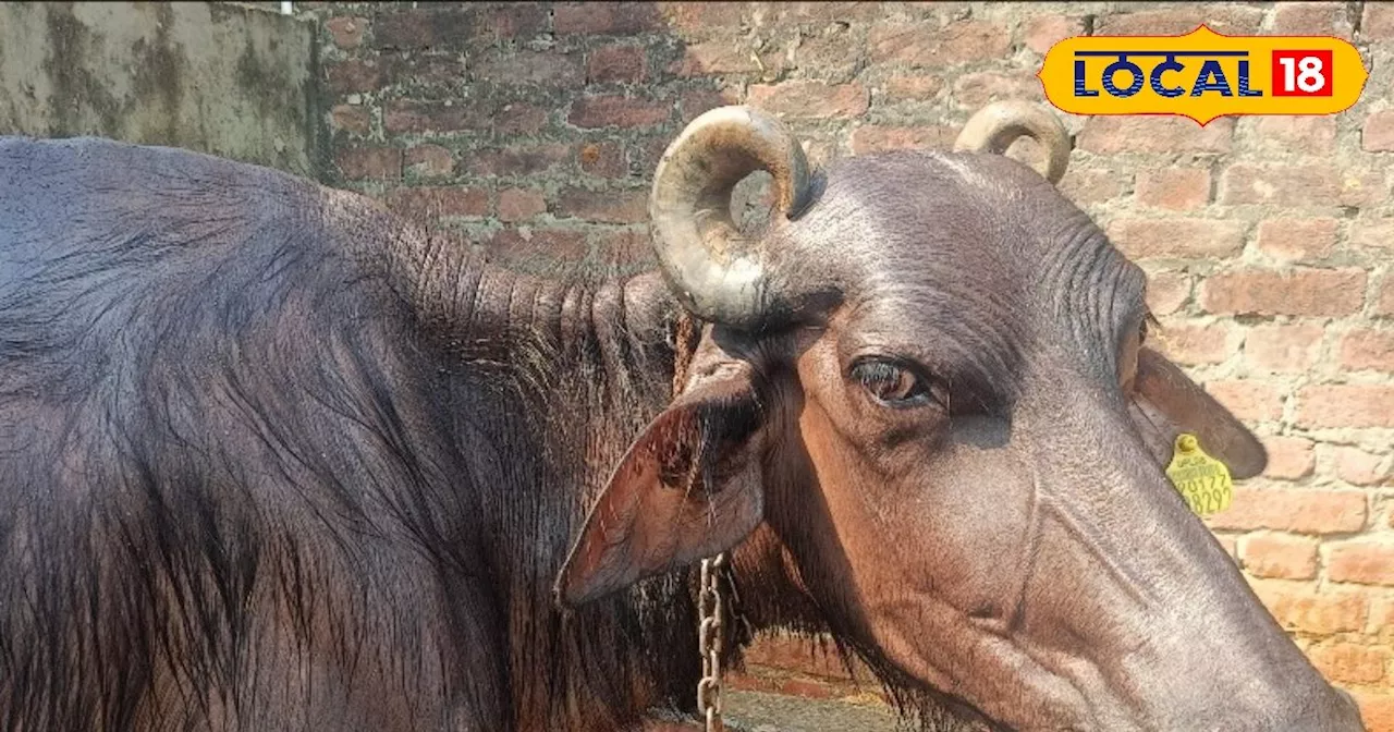 दुधारू पशुओं को जरूर लगवाएं जीवन में एक बार लगने वाला ये टीका, वरना हो जाएगा 1.5 लाख का नुकसान