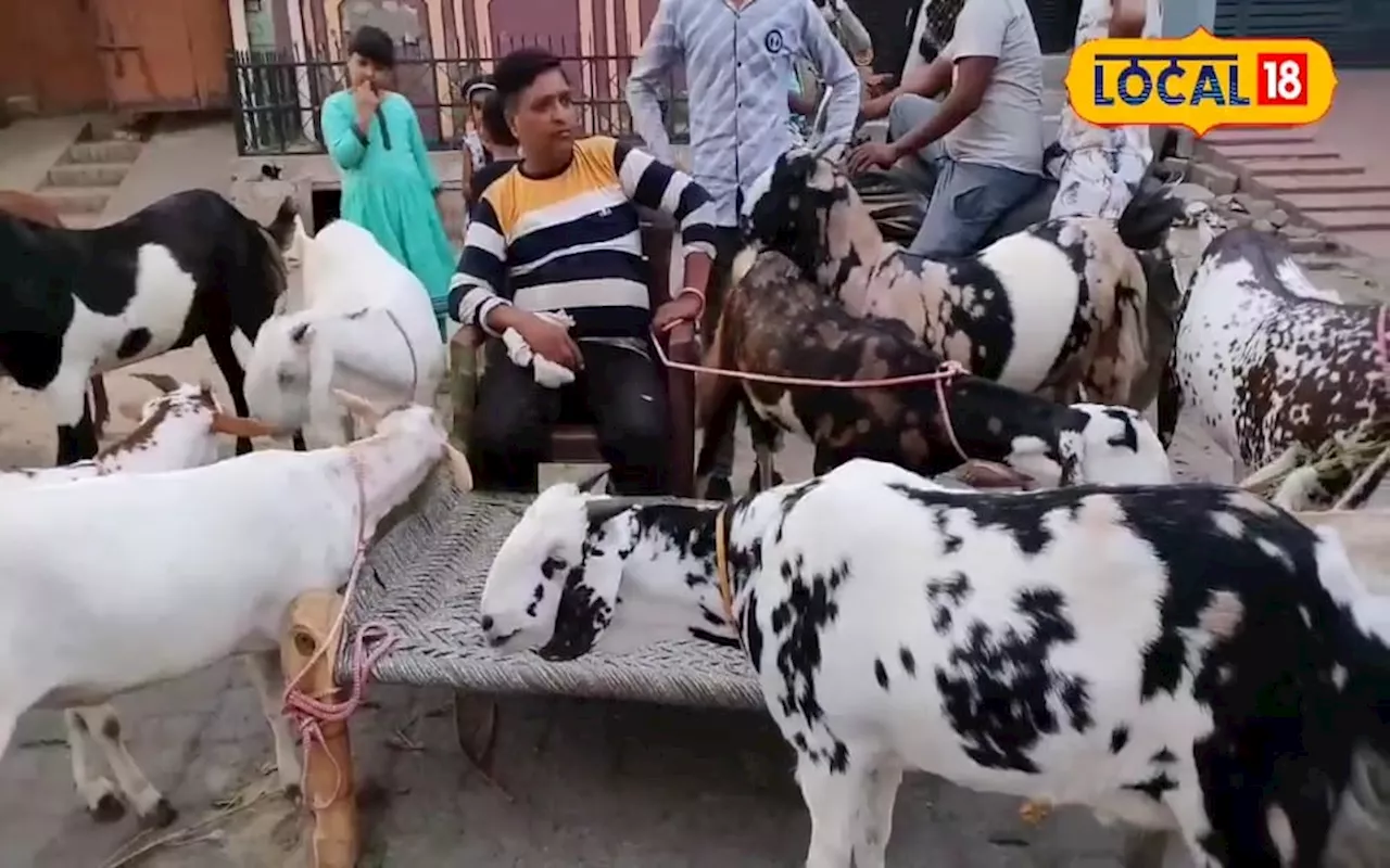 बकरीद आते ही तोतापरी-अलबरी बकरों की बढ़ी डिमांड, लाखों में है कीमत