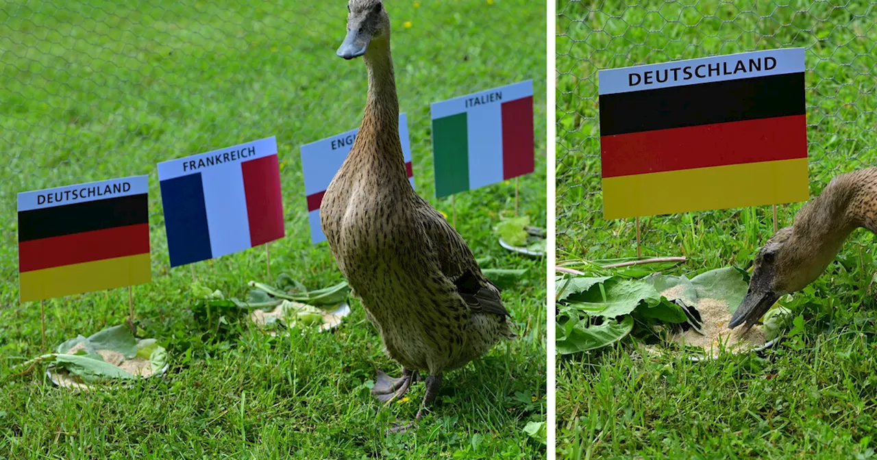 Wer wird Europameister? Unser Enten-Orakel tippt