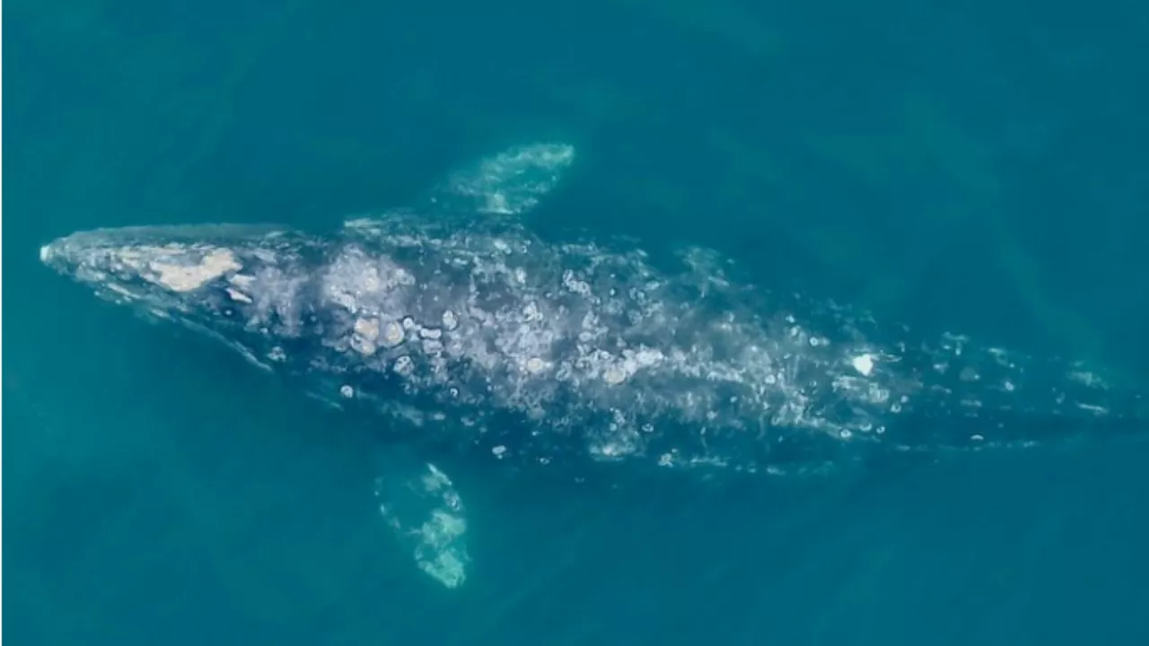 Pacific gray whales have shrunk by 13% in last 2-3 decades, warns study