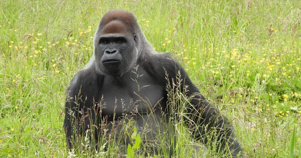 Dublin Zoo announces free entry tickets for dads to celebrate Father's Day