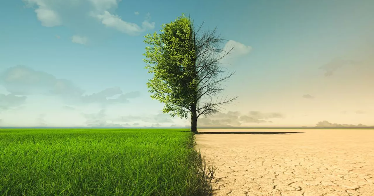 Most Irish businesses ill-equipped for climate transition, survey finds