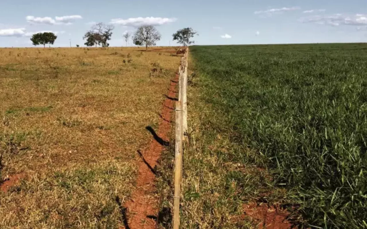 Brasil tem até 100 milhões de hectares de pastagens degradadas, diz Fávaro