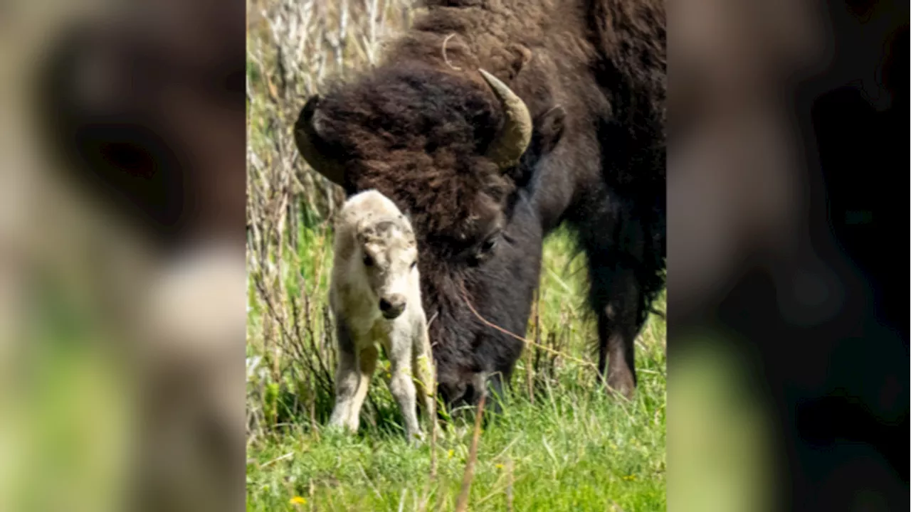 Photos of adorable white bison calf in Yellowstone National Park emerge