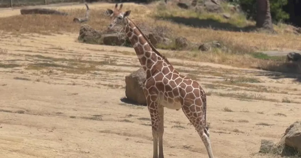 Meet Oakland Zoo's latest bundle of joy, a male giraffe named Nuru