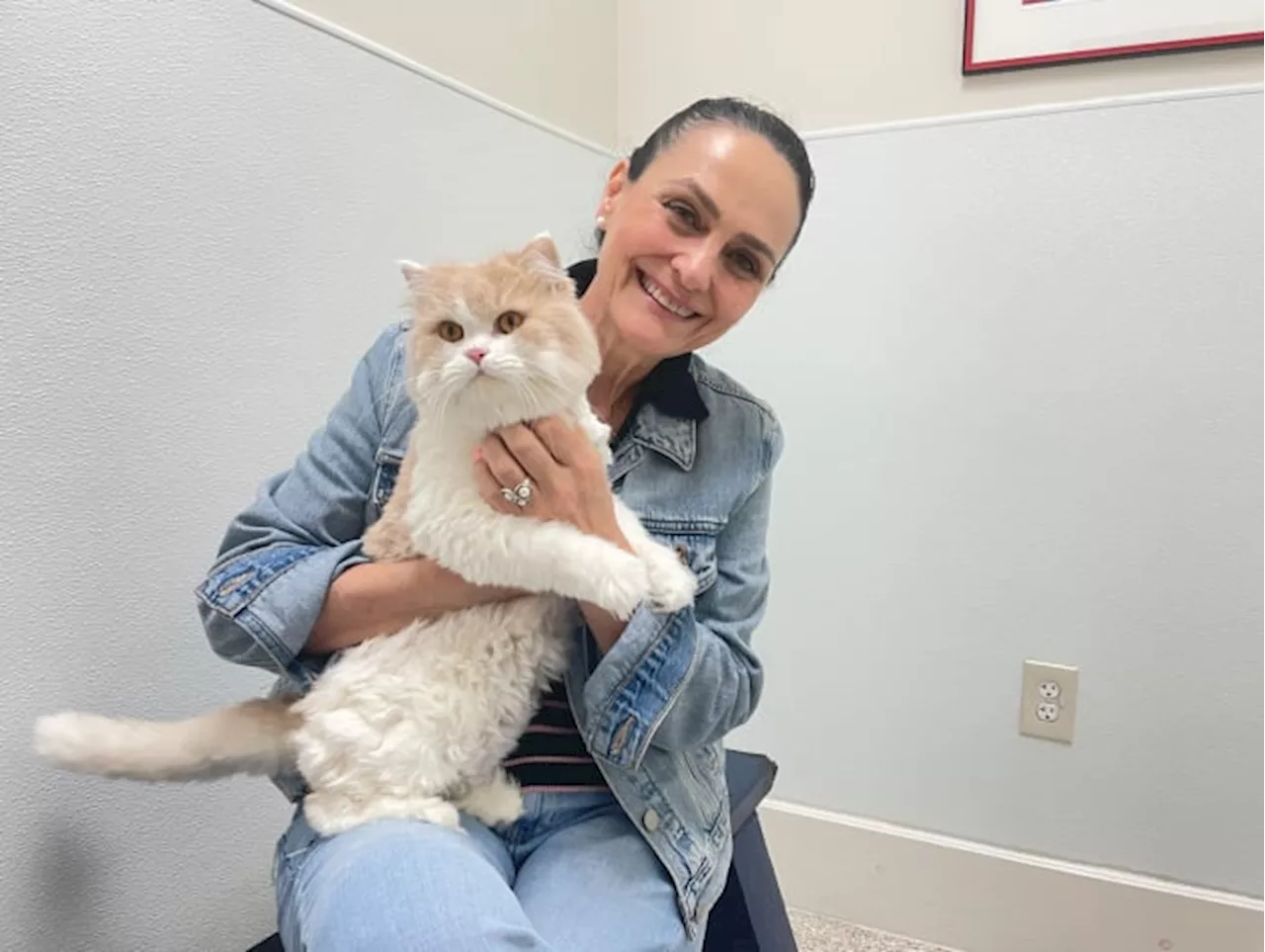 A PURR-FECT MATCH: Houston Humane Society welcomes 20 cats from Qatar!