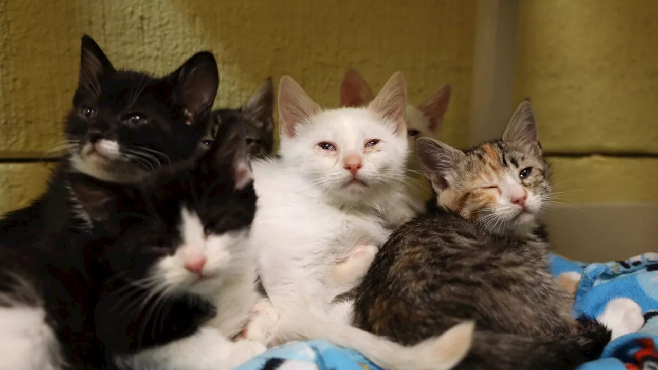 Juneau Animal Rescue seeks foster homes after removing 50 cats from single residence