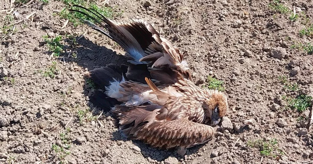 Weinviertel: Erneut Kaiseradler vergiftet aufgefunden