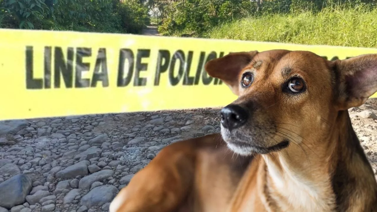 Encuentran pie humano en Parque Industrial de Tepeji del Río; esto se sabe