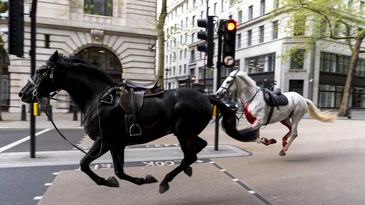 Horses that ran through streets of London covered in blood to feature in Trooping the Colour event...