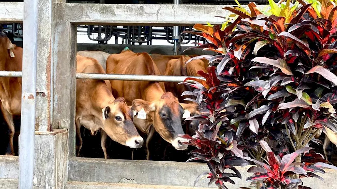 Cegah Zoonosis dan Penyakit Infeksius Baru, Kemenko PMK Dukung Pembentukan TIKORDA