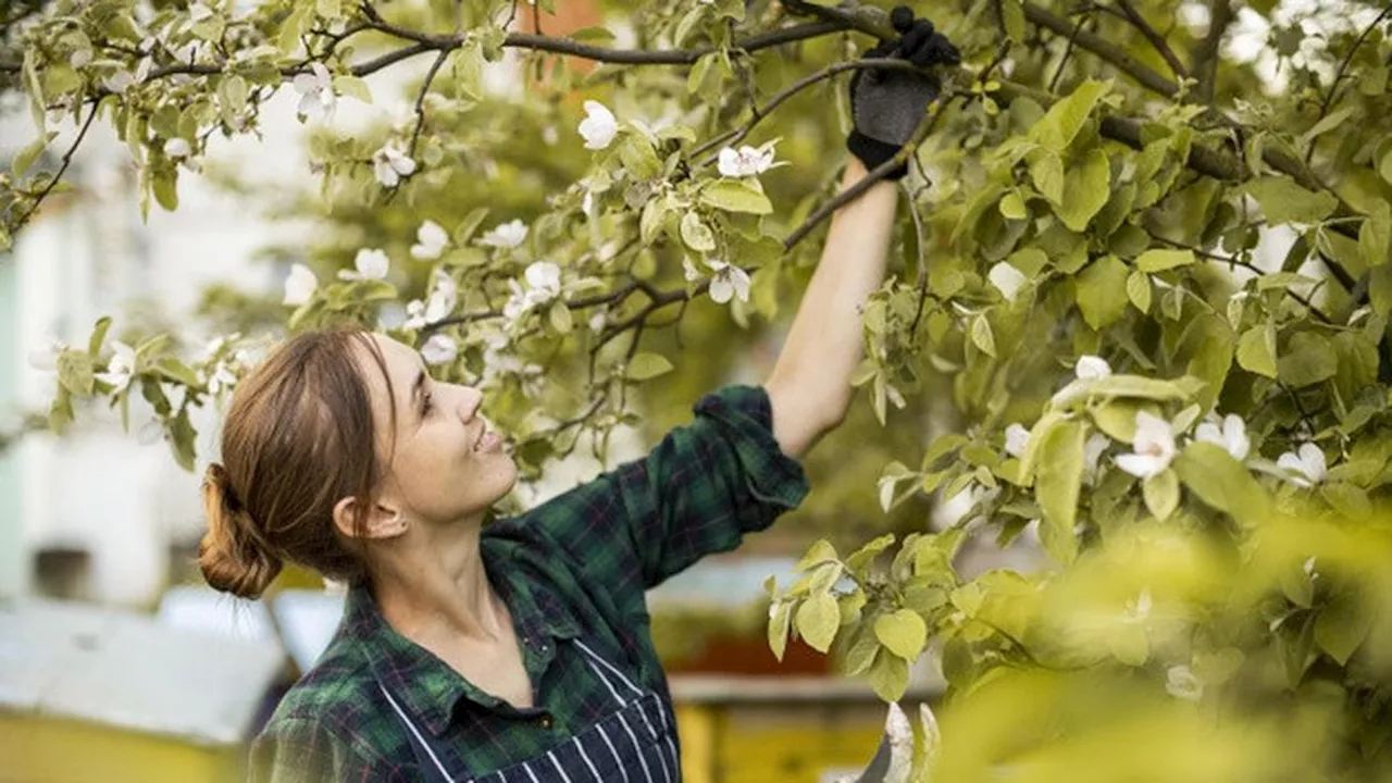 Mengenal Kudok, Senjata Tradisional Sumatra Selatan yang Jadi Alat Berkebun