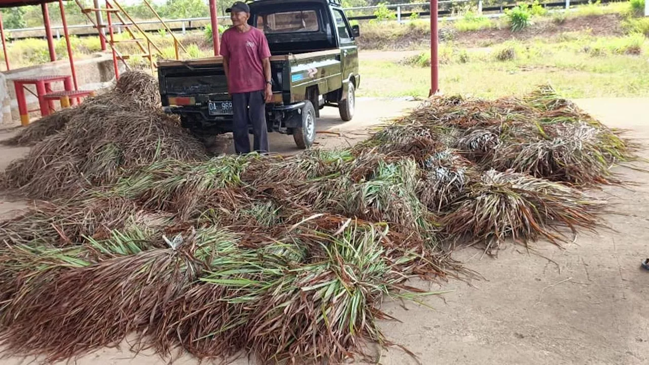 Sulap Lahan Marginal Jadi Lokasi Budidaya Serai Wangi, Bangkitkan Ekonomi Desa