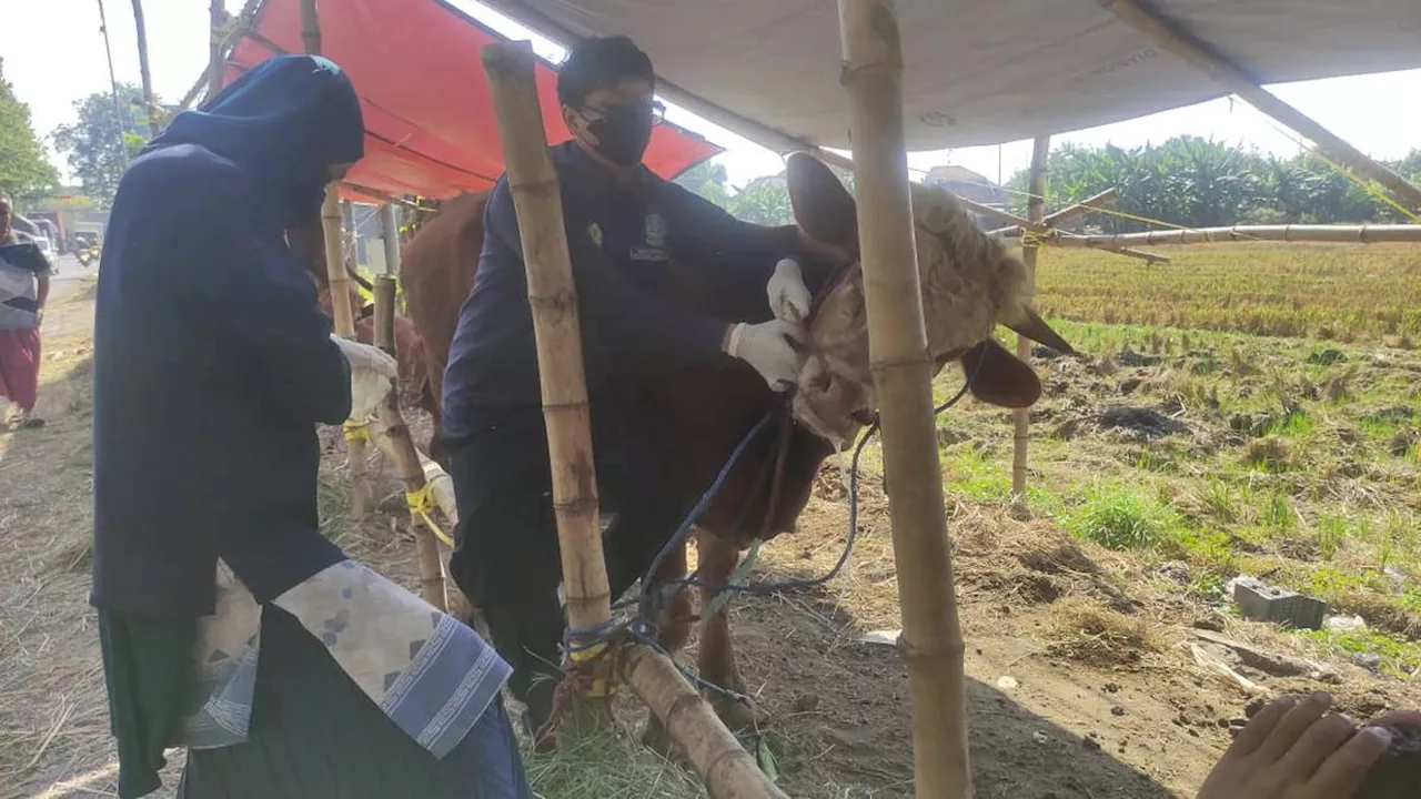 Tiga Sapi Kurban di Positif PMK, Dispaperta Sidoarjo Larang Diperjualbelikan untuk Kurban