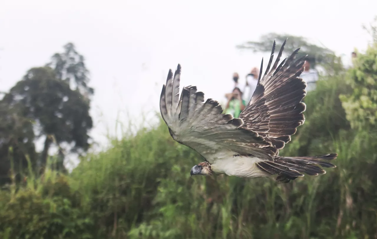 The Philippine eagle’s flight for survival