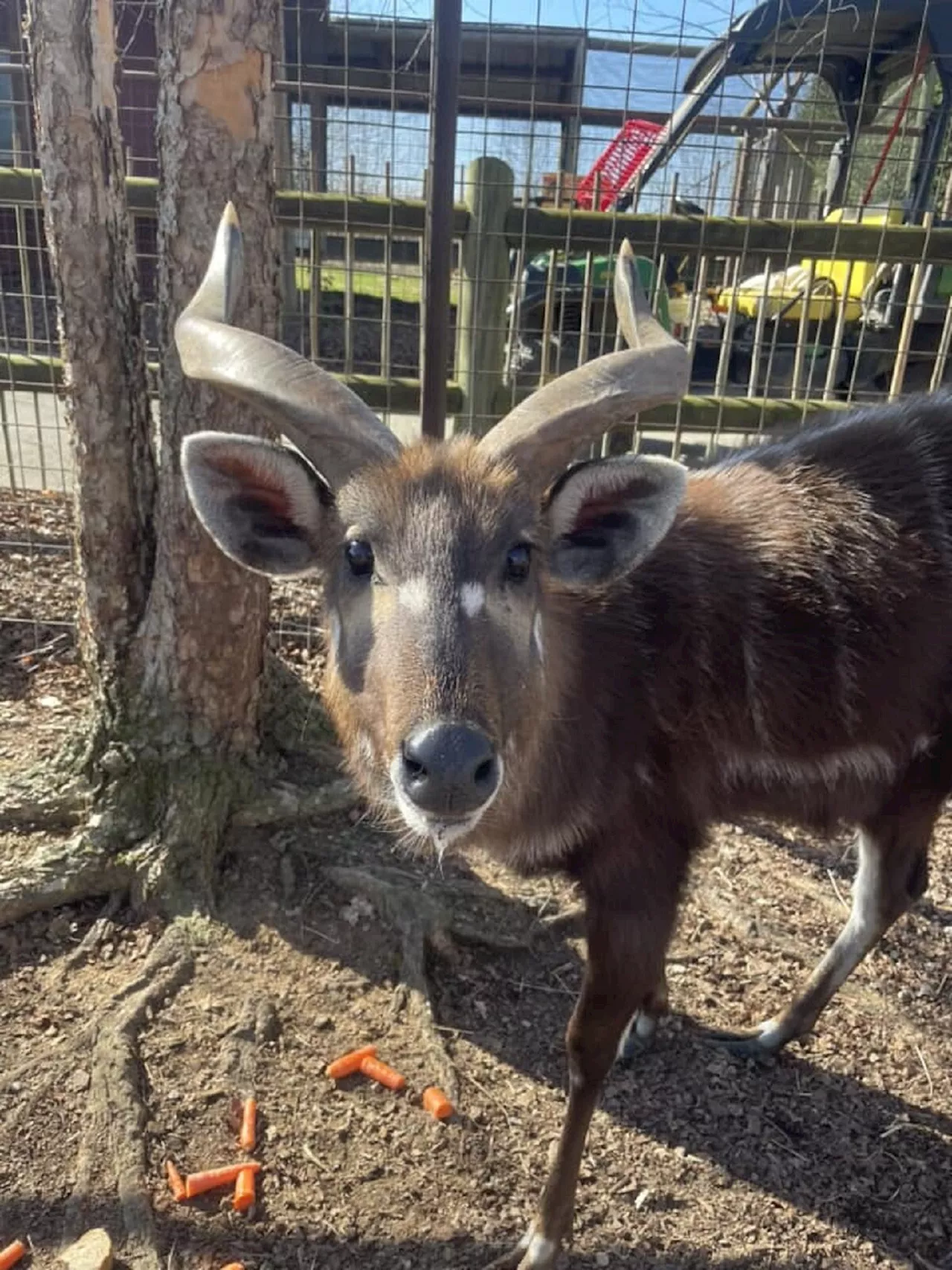 Usa, rara antilope muore soffocata da un tappo di plastica