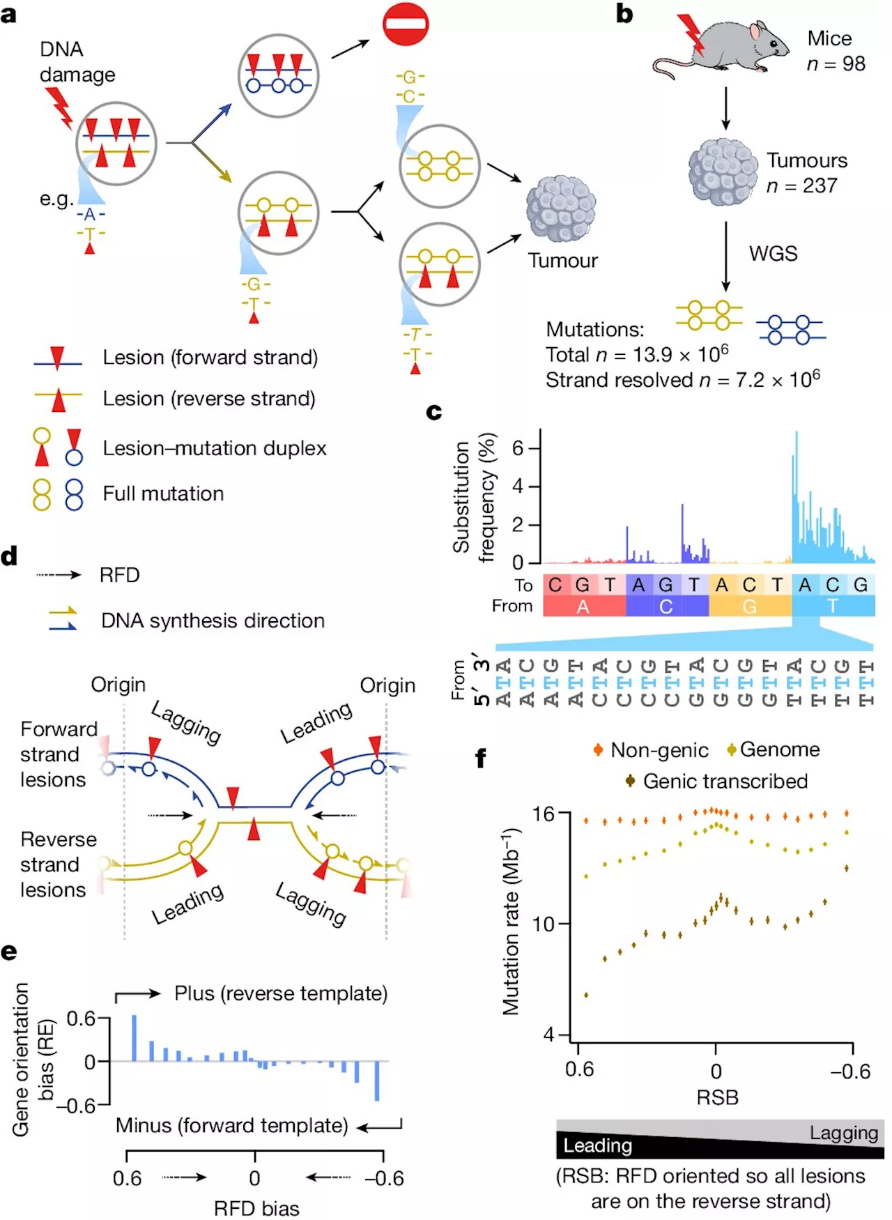 Cancer genome research analyzes molecular evolution of tumors after chemical exposure