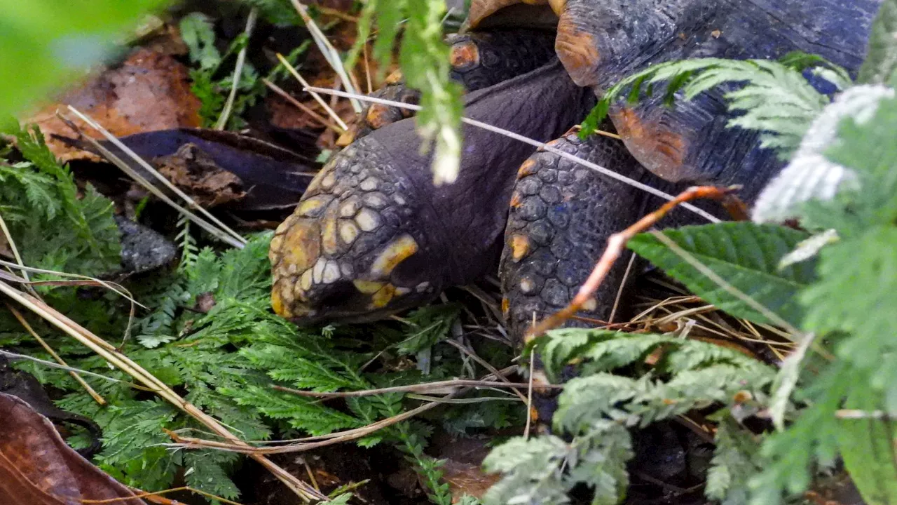 757 animales silvestres fueron rehabilitados en el Valle de Aburrá