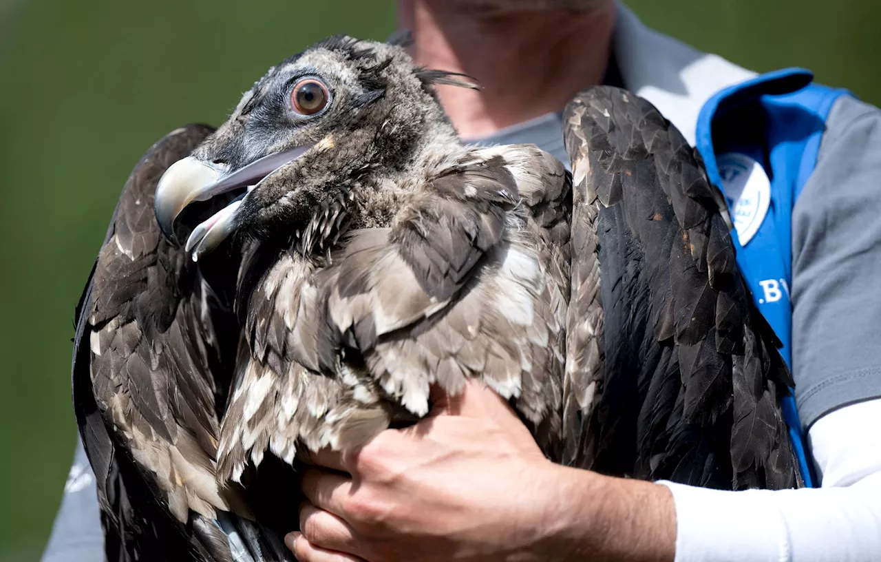 Sturz nach Streit am Fels: Vogelschützer retten Bartgeier