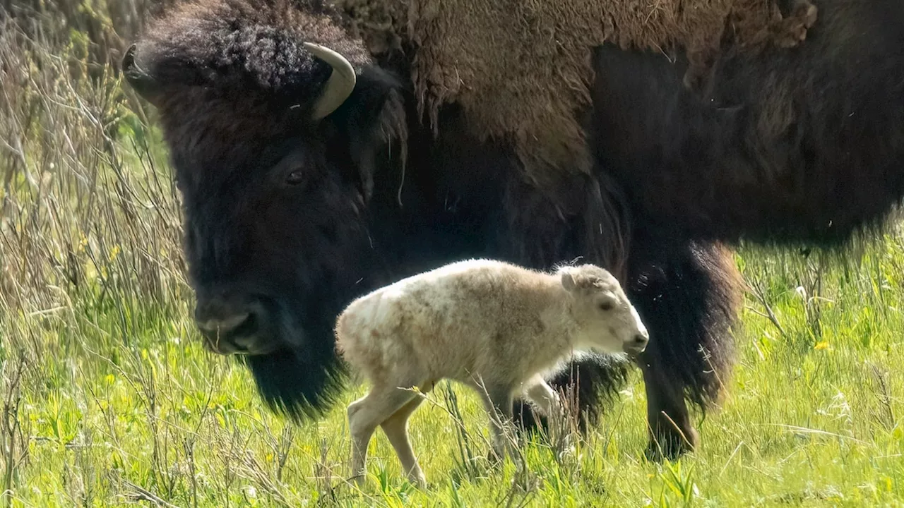 Extremely rare—and sacred—white buffalo calf born in Yellowstone