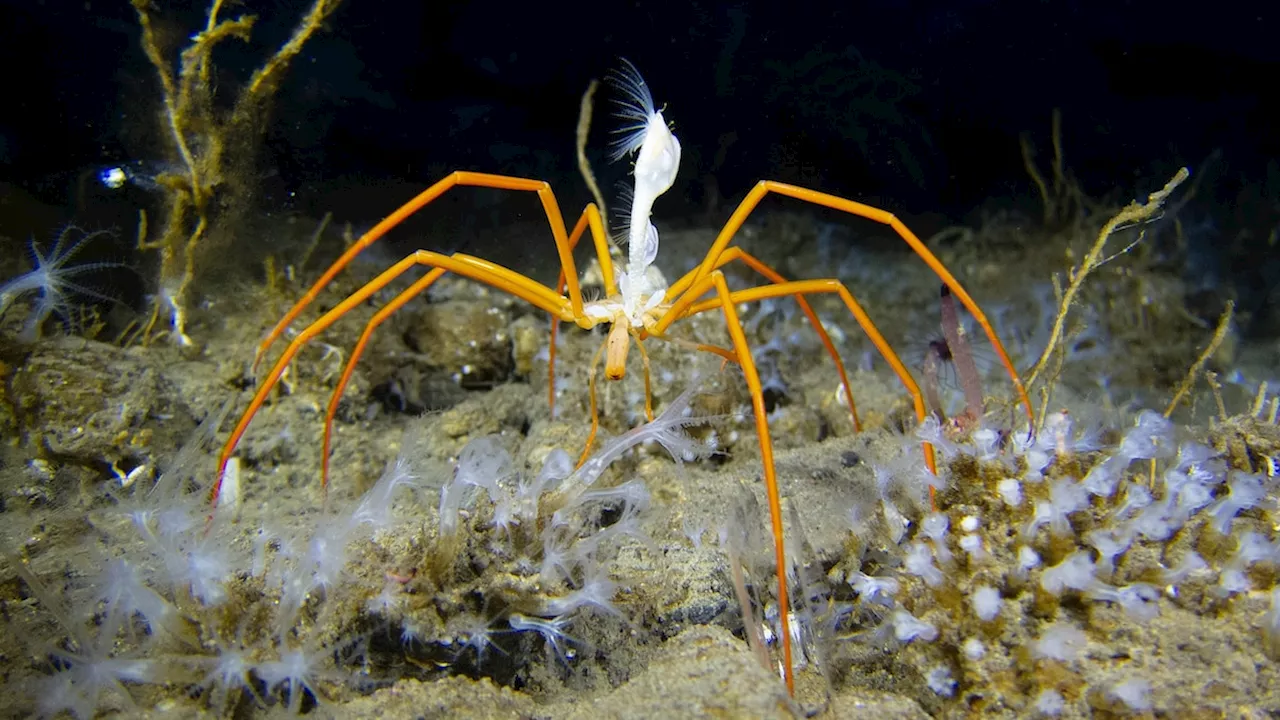 Why giant Antarctic sea spiders are surprisingly good dads